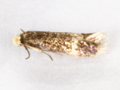 Stigmella confusellla